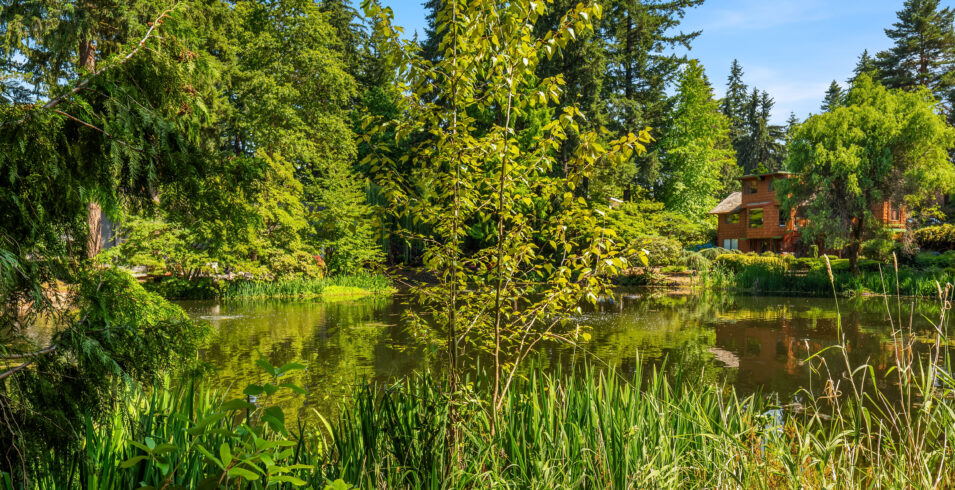 community pond with reeds and lush greenery behind Kirkland home for sale
